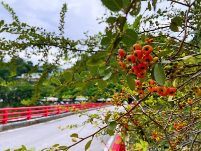 臺東分署提供台東火刺木(臺東分署拍攝)